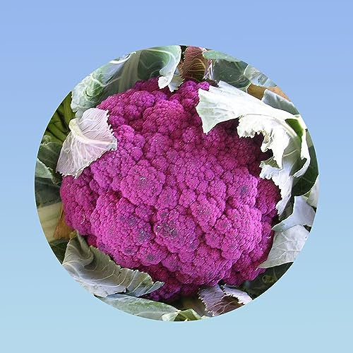 Planète graines - sachet de 50 graines chou fleur de sicile VIOLET