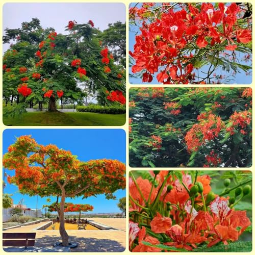 Flammenbaum, exotische Delonix regia, exotische bio herbstpflanzen winterhart alte sorten 100Samen