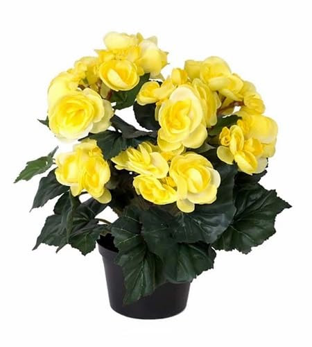100 graines de fleurs de bégonia