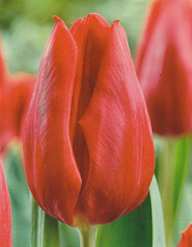 Tulpen Apeldoorn Tulpenzwiebeln (50 Blumenzwiebeln)