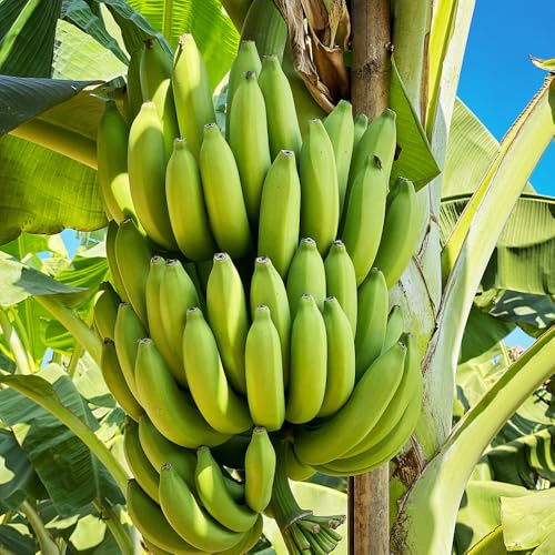 bananensamen bananenbaum bio obstbäume kaufen bananen hochbeet bonsaibaum winterharte balkon obstsamen zimmerpflanzen für sonnige plätze exotische winterfeste balkon geschenke für 300samen