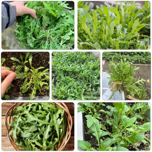 semillas de rúcula ideal para cultivar en jardín, balcón o terraza 600pcs