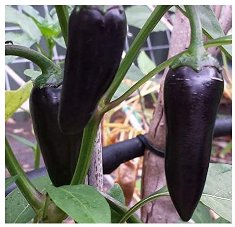 Chili Black Hungarian - Piment Black Hungarian - 10 graines