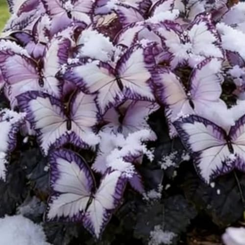 Bulbi di hosta,Radici selezionate di hosta,miste,Midnight Blue,Resistenti al freddo e all'ombra,Decorazione di giardini e balconi.-4Rizoma-A