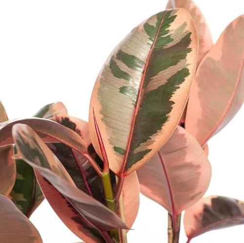 Ficus Robusta Ruby Natural un Toque de Rosa en tu Hogar