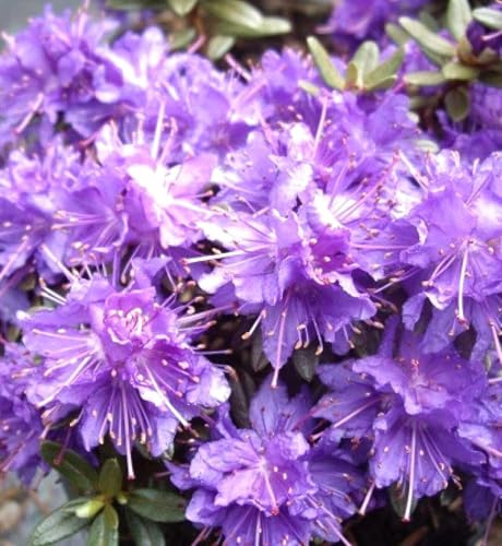Japanische Azalee Rhododendron impeditum 'Azurika' 30-40 cm blau - violett