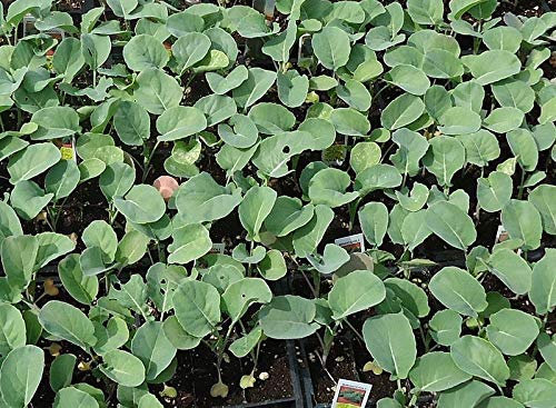 500 Semi Rapini ni/Raab/Rabe/