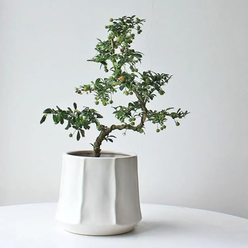 fukientee bonsai samen - bonsai baum tree zimmergewächshaus bio saatgut bonsai baum bonsai samen exotische pflanzen winterhart deko pflanze zimmerpflanzen garden bonsai-baum indoor 30pcs