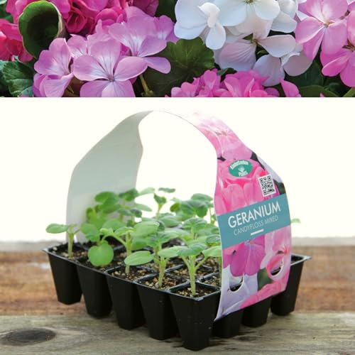 Plug Plants Geranium Candyfloss Mix - 20 Plants Per Tray - Ready to Grow On Bedding Plugs - Summer Flowering Ideal for Containers, Patio Pots and Beds or Borders - 1 Pack