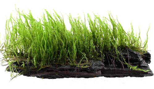 AquaBreedingSkill Moos Taxiphyllum sp. auf Wurzel ~15 cm – lebendes Aquarienmoos bereits angewachsen, natürliche, sofort einsatzbereite Dekoration für Süßwasseraquarien
