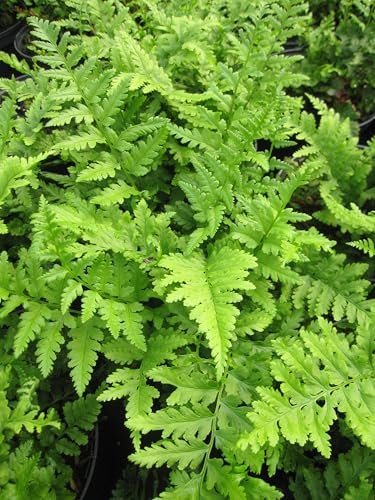 Heimischer Wurmfarn Mexica - Dryopteris filix mas - 20-30cm
