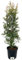 Eugenia Myrtifolia Pianta ornamentale da esterno prodotta da Vivai del Sole vaso diametro cm 32