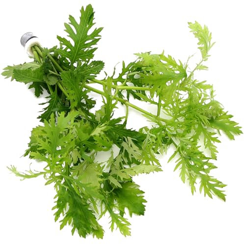 K2AQUA Hygrophila Difformis (1 Bunch) Water Wisteria Live Aquarium Plant Healthy Freshwater Tropical Greenery Easy Care Oxygenating for Aquariums or Tanks