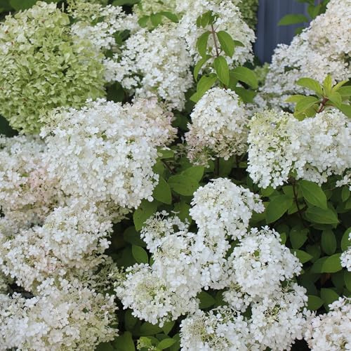 Proven Winners Bobo Panicle Hydrangea (paniculata) Live Plant, 4.5 Qt, 4 Pack