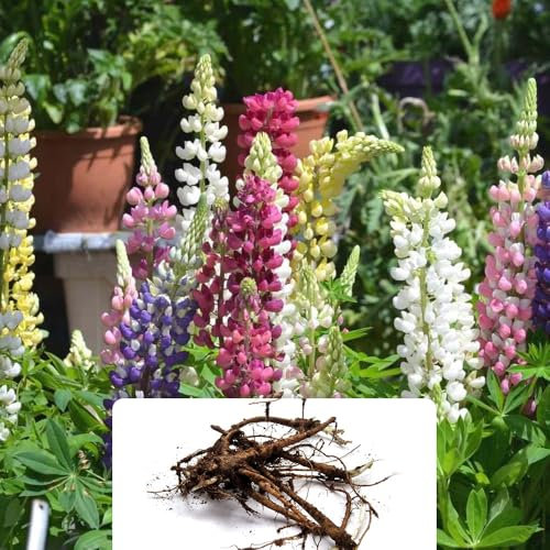 3 Mixed Lupins - Vibrant, Fast-Blooming Flowers for Your Garden and Meadows - Perfect for UK Climate Conditions