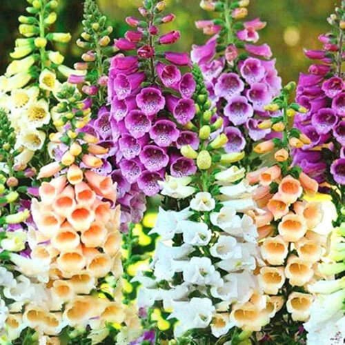 Buy4seeds Digitalis Foxglove Foxy Mixed Colors 4000 Seeds Perennial Flower Easy to Grow Garden Yard Patio