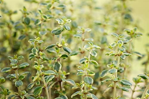 Thymus comosus 'Doone Valley' 9x9 cm Topf – Winterhart, Mehrjährig, Pflegeleicht – Thymian – Kräuterpflanze für Küche & Kräutergarten