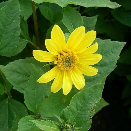 6x Helianthus decapetalus 'Capenoch Star' – Vaso 9x9 cm – pianta perenne fioritura gialla a stella giardino