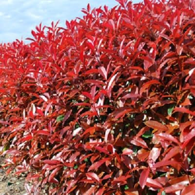 Nouveau frais 100pcs graines d'arbre photinia