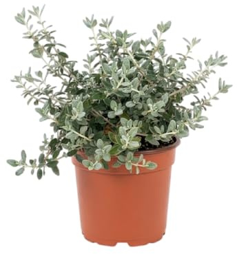 Planta Natural Teucrium para Decorar Jardines, Terrazas y Balcones Soleados – Arbusto Exterior Resistente DECOALIVE