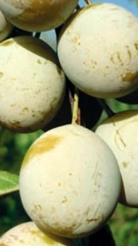 Pianta di Susino Recinella in Vaso da 20 cm