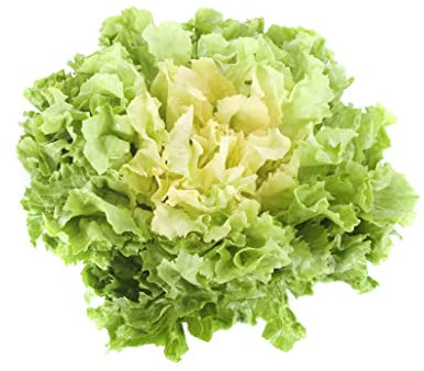 JustSeed - Vegetable - Endive - Blonde Full Heart - 3000 Seeds - Large Pack