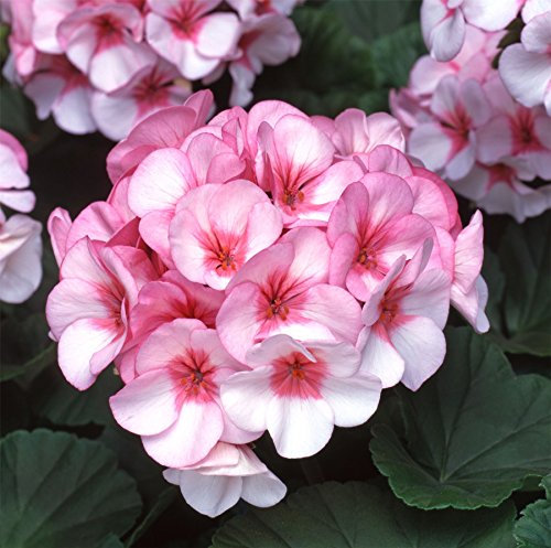 JustSeed - Flower - Geranium - Horizon F1 - Star - 10 Seeds