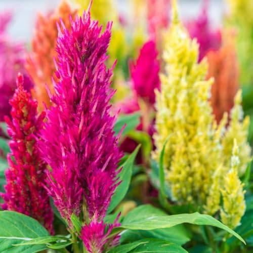 Welldales 50 Cockscomb Seeds Bright & Colorful Flowers Plants UK Harvested Seed