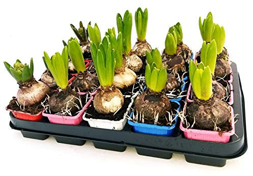 POWERS TO FLOWERS - SET 20 BULBI GIACINTO PROFUMATO, piante vere