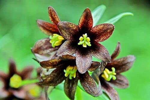 10 semi di giglio di cioccolato nero Kamchatka marrone Fritillaria Camschatcensis