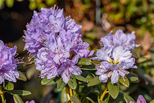 Rhododendron impeditum 'Blue Wonder' 20–25 cm – Winterhart, Immergrün, Pflegeleicht – Zwerg-Rhododendron – Kübelpflanze für Terrasse & Balkon