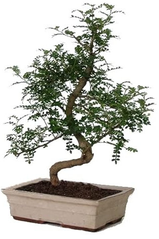 Bonsái de Zanthoxylum Piperitum Natural Árbol Resisitente
