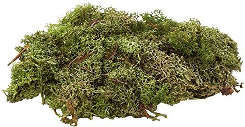 Glorex 6 3803 606 ? Islandmoos, 50 g, m??rkgr??n, f??r pyssel, dekoration, f??r modell- och krusbyggnad