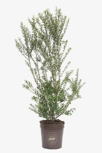 Ilex maximowicziana, Agrifoglio, Pianta vera in vaso, Vannucci Piante, Pianta da terrazzo (cod. 5) (1x)