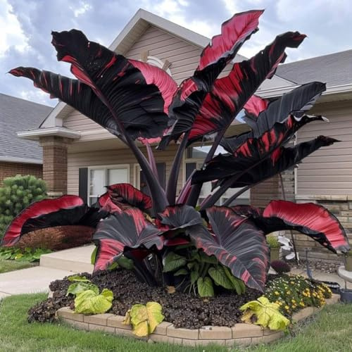 Oreja de elefante/alocasia,perenne,Adaptable,colocasia magic,Resistente al frío,Puro amor.-3Rizomas-D