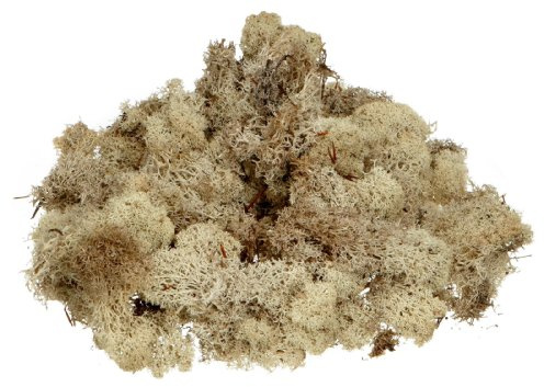 KnorrPrandell 6695973 Islandmoos, natur hell, Natürlich