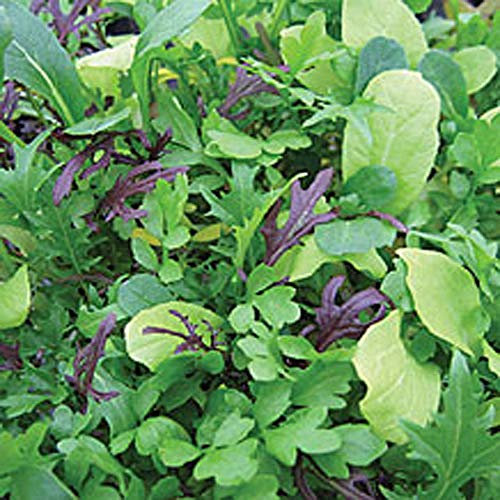 Viridis Hortus - Lettuce Bright & Spicy BabyLeaf Salad Mix 2,000 (4.69g's Approx.) Seeds