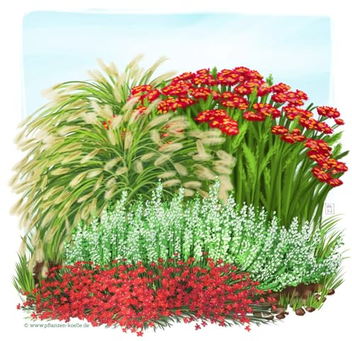 Stauden-Set, 12 Pflanzen für 2 m², weiß-rot