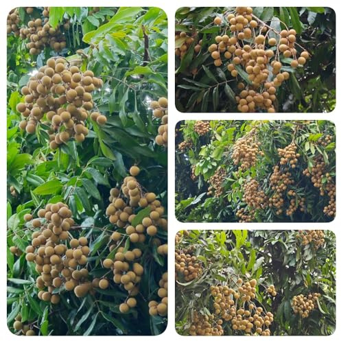 Semi di Longan, colonnare resistente Dimocarpo longano, semi di per il giardino resistenti per balconi longan colonnare 20pcs