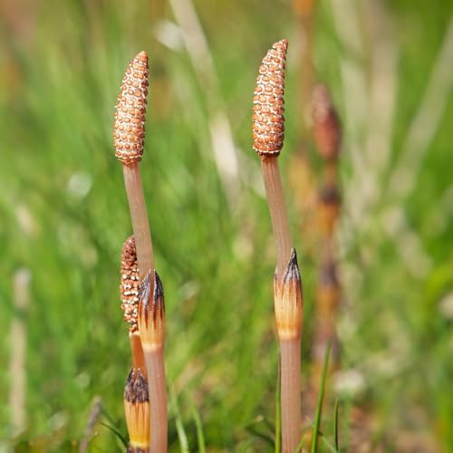 cola de caballo temprano Cobertura perenne resistente de jardín semillas silvestres verdes, interior jardín perennes 65pcs