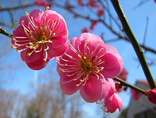 Giapponese albicocca, (cinese prugna), Prunus Mume, 3 semi di albero (Appariscente, commestibile)