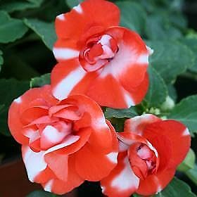 Neue 50 Halbblumen von Camellia Impatiens