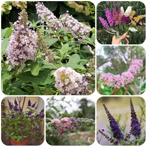 Semi di lillà farfalla, resistenti per il giardino Buddleja lindleyana, buddleia, da balcone resistenti per luoghi soleggiati 250pcs