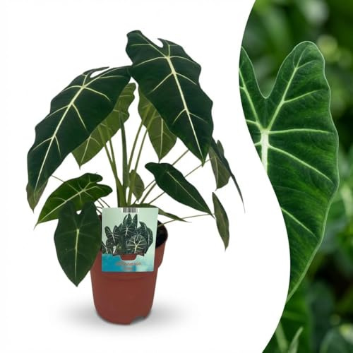 Green boutiQ - Zimmerpflanze - Elefantenohr - Alocasia Frydek - Grün - Pflegeleicht - 1 Pflanze - Topf 19cm - Höhe 60cm