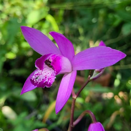 Blomlökar | Lökar från de bästa nederländska odlarna | Exklusivt urval och kvalitetskontroll | Garanterad blomning. (1 Bletilla striata - Trädgårdsorkidé)
