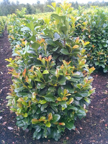 immergrüner Kirschlorbeer Prunus laurocerasus Etna -R- 60-80 cm hoch 5 L | Immergrün, winterhart, robust & pflegeleicht – gut schnittverträglich für Hecke und Formschnitt
