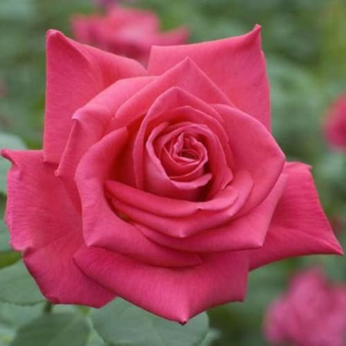 Verdecora Rosal Grandiflora Rosa - Planta Natural con Flor - Flor Perfumada de plantación (Lolita)