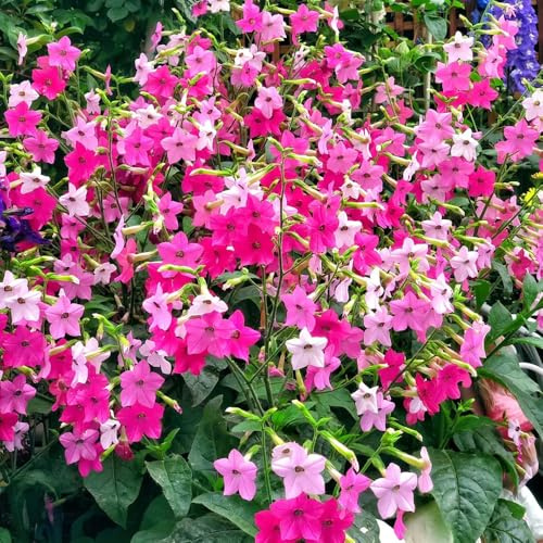 Ziertabak pflanztöpfe pflanzendeko gartenkräuter wildblumensamen wildkräuter gartensamen steingartenpflanzen winterhart büropflanzen mehrjährige stauden winterhart 100samen
