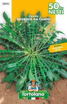 SEMENTI DI ORTAGGI DI QUALITA' IN BUSTE TERMOSALDATE DA 50 GRAMMI (CICORIA SELVATICA DA CAMPO)