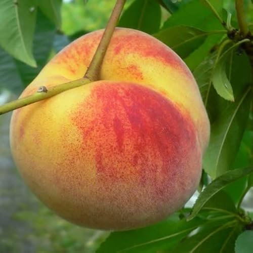 Wunder von Perm Pfirsichbaum frostharter Pfirsich Buschbaum ca. 110-140 cm 10 Liter Topfballen